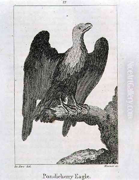 Pondicherry Eagle, from History of the Earth and Animated Nature, by Oliver Goldsmith, published in London, 1816 Oil Painting by Jacques de Seve