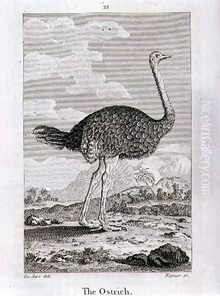 The Ostrich, from A History of the Earth and Animated Nature, by Oliver Goldsmith, published in London, 1816 Oil Painting by Jacques de Seve