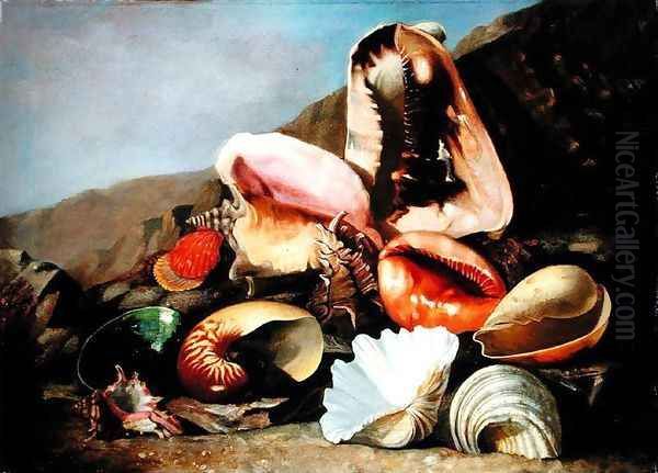 Still life of shells Oil Painting by Franz Anton von Scheidel