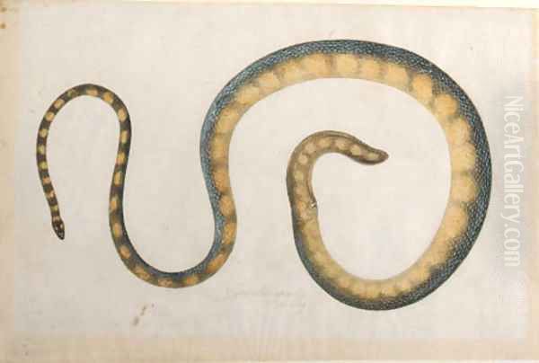 A snake Oil Painting by Franz Anton von Scheidel