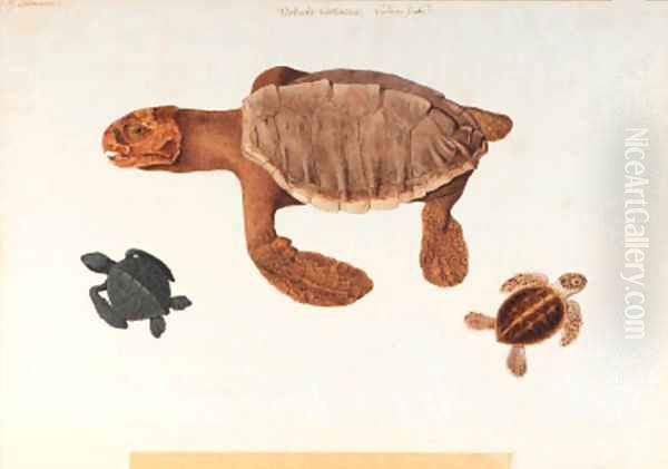 Study of a turtle, with two subsidiary studies of small turtles Oil Painting by Franz Anton von Scheidel