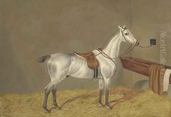 A grey racehorse in a loose box Oil Painting by Henry Shaw