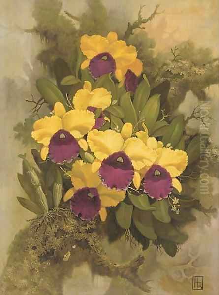 Purple and yellow orchids Oil Painting by English School