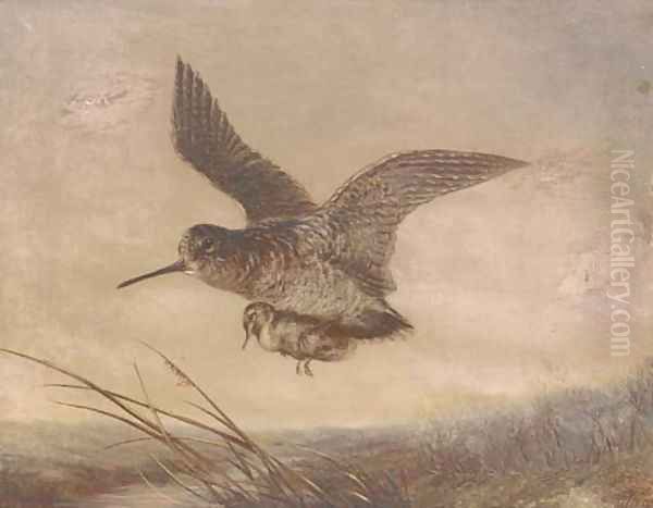 A snipe carrying its young Oil Painting by English School