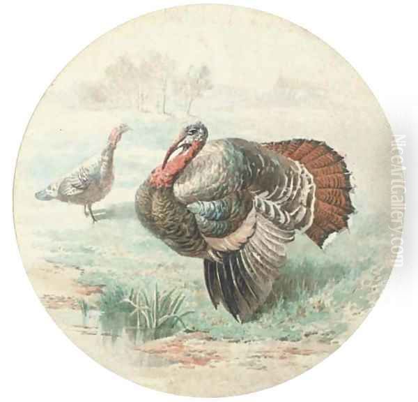 Courting turkeys Oil Painting by English School