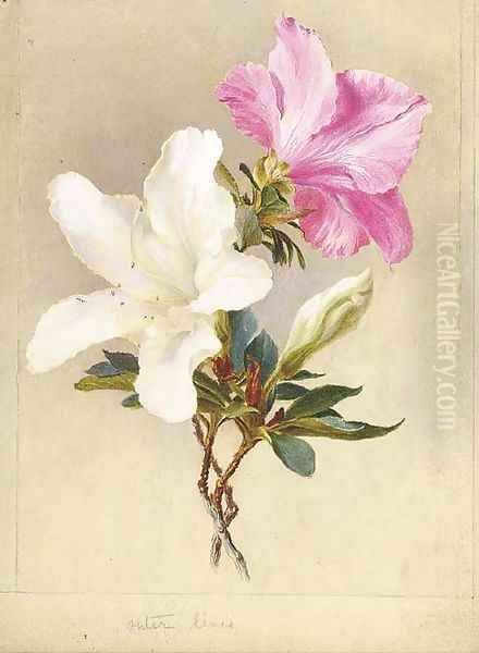 Rhododendrons Oil Painting by English School