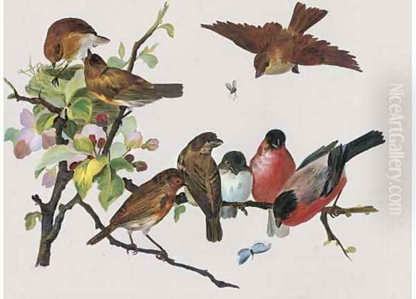 Robins and other birds Oil Painting by English School