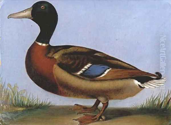 Study of a mallard Oil Painting by English School