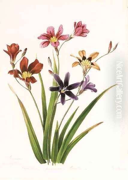 Study of a wild flower Oil Painting by English School