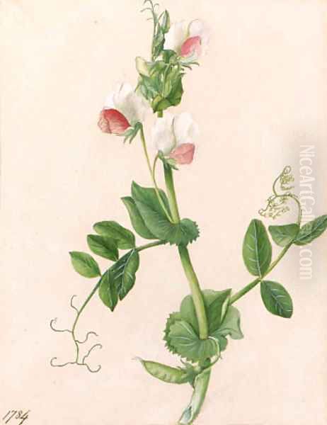 Sweet pea Oil Painting by English School