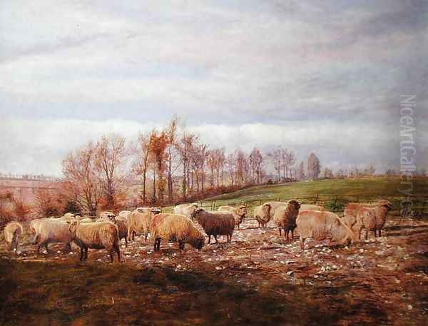 Sheep grazing on turnip tops Oil Painting by Walter Scott-Boyd