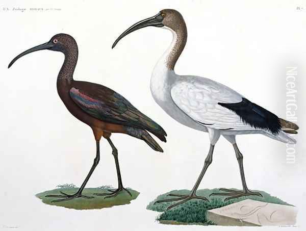 Ibises, from Description de lEypte, 1817 Oil Painting by Jules-Cesar Savigny