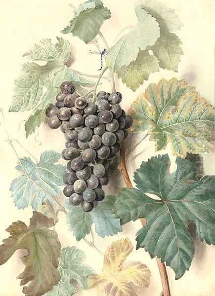 White Sweetwater grapes Oil Painting by James Sillett