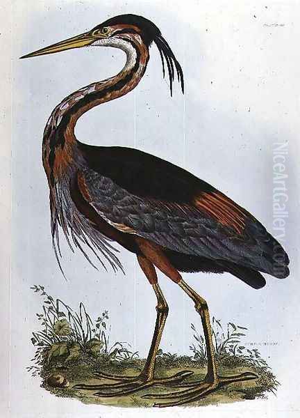 Purple Heron, from Illustration of British Ornithology Oil Painting by Prideaux John Selby