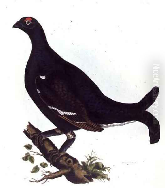 Black Grouse, from Illustrations of British Ornithology Oil Painting by Prideaux John Selby