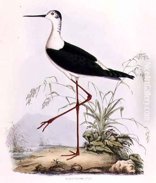 Black Winged Stilt, from Illustrations of British Ornithology Oil Painting by Prideaux John Selby