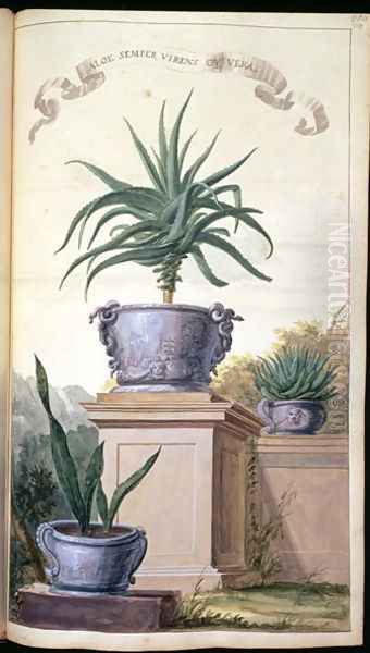 Aloe Semper Virens or Vera, page 306 from Flora Exotica 1720 Oil Painting by Johanne Godfredo Simula