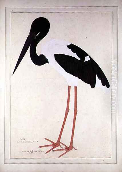 Blacknecked Stork, Xenorhynchus Asiaticus, painted for Lady Impey at Calcutta, 1781 Oil Painting by Zain ud-Din Shaikh