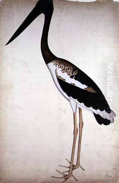 Blacknecked Stork, Xenorhynchus Asiaticus, painted for Lady Impey at Calcutta, c.1780 Oil Painting by Zain ud-Din Shaikh