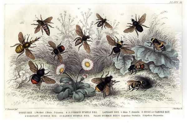 Study of different bees, engraved J. Bishop Oil Painting by J. Stewart