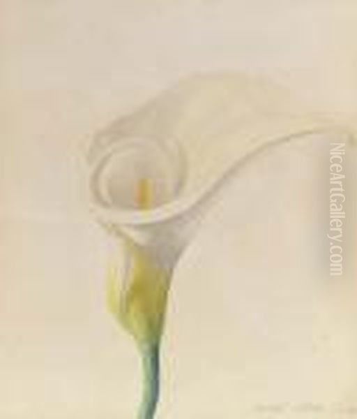 Calla Lily Oil Painting by Joseph Stella