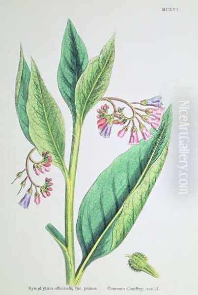 Common Comfrey, plate MCXVI, c.1800 Oil Painting by James Sowerby