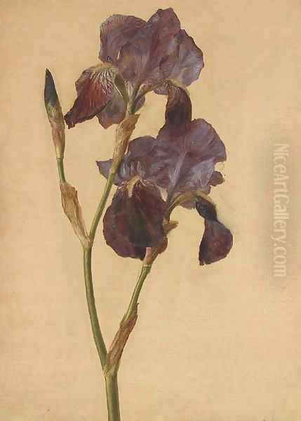 A purple iris Oil Painting by French School