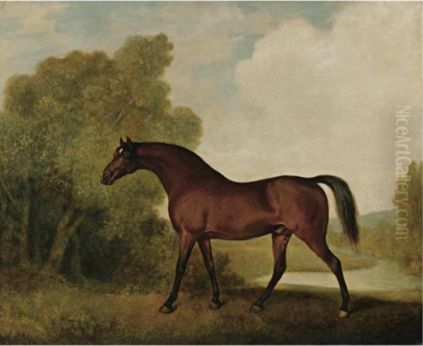 Ambrosio, A Bay Stallion, The Property Of Thomas Haworth Oil Painting by George Stubbs