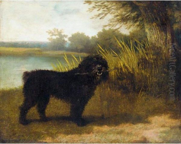 A Black Water Spaniel Oil Painting by George Stubbs