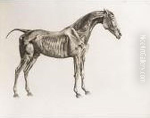 The Anatomy Of The Horse Oil Painting by George Stubbs