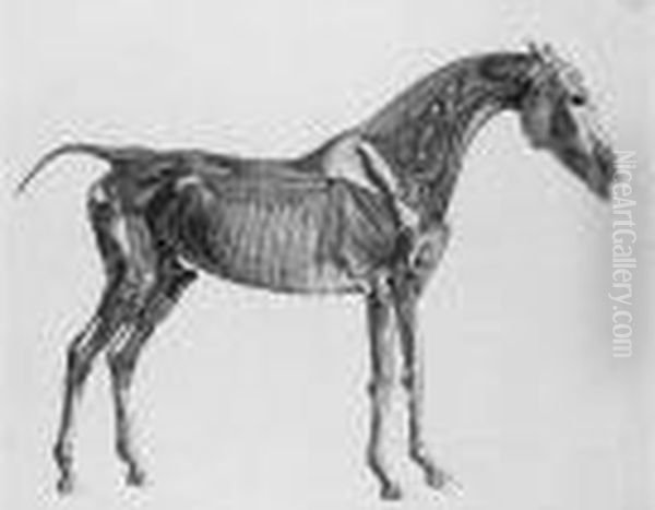 The Anatomy Of The Horse (siltzer P.269; Lennox-boyd, Dixon, Clayton 165-188) Oil Painting by George Stubbs