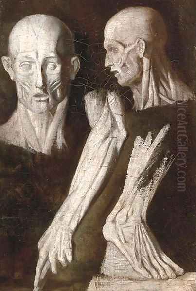 Anatomical studies of a man Oil Painting by French School