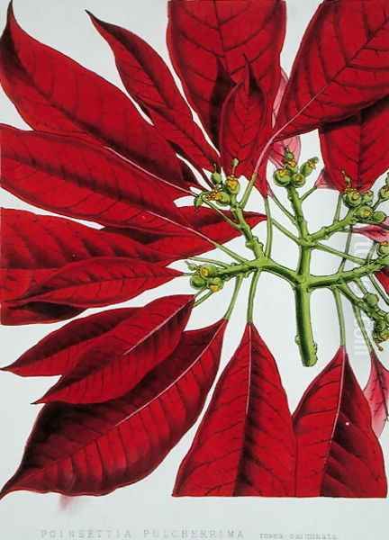 Poinsettia Pulcherrima Oil Painting by W.G. Smith