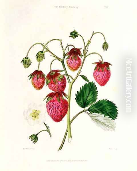 The Roseberry Strawberry, engraved by Watte, pub. by Thomas Kelly, London 1830 Oil Painting by Edwin Dalton Smith