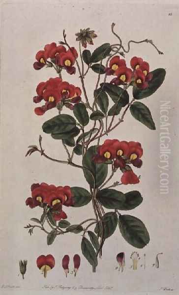 Sweet Pea Lathyrus odoratus Kennedya coccinea from Flora Australasica, published by J. Ridgeway, 1827 Oil Painting by Edwin Dalton Smith