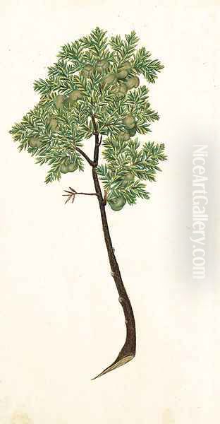 Pinus Oil Painting by Italian School