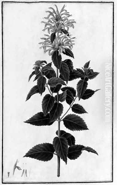 Monarda didyma (Bergamot) Oil Painting by Italian School