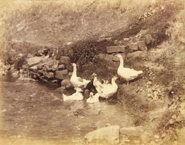 Geese Oil Painting by Frank Meadow Sutcliffe