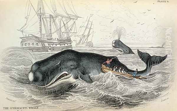 The Spermaceti Whale, engraved by William Home Lizars (1788-1859) plate 9 from Vol 12 of Sir William Jardines Naturalists Library, pub. 1833-45 Oil Painting by Stewart, James