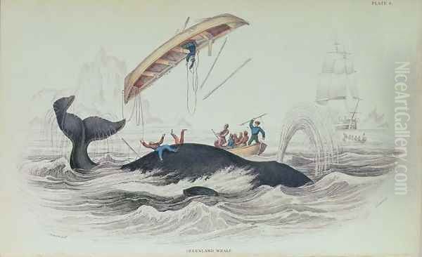 Greenland Whale, book illustration engraved by William Home Lizars 1788-1859 Oil Painting by Stewart, James