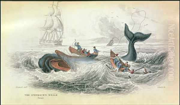 The Spermaceti Whale, engraved by William Home Lizars 1788-1859 plate 10 from Vol 12 of Sir William Jardines Naturalists Library, pub. 1833-45 Oil Painting by Stewart, James