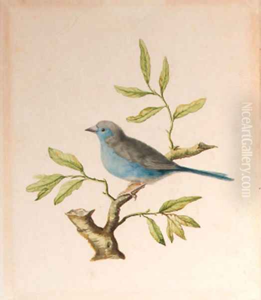 A male blue chaffinch Oil Painting by Dutch School