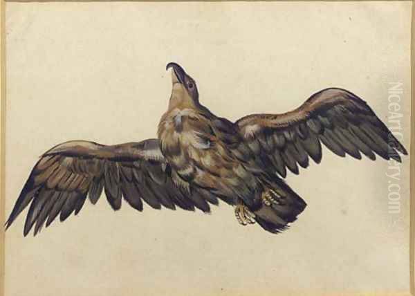 An eagle, with wings outstretched Oil Painting by Dutch School