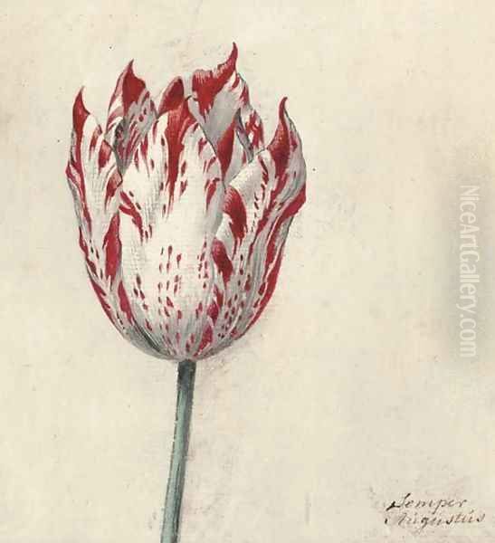 Study of a tulip Oil Painting by Dutch School