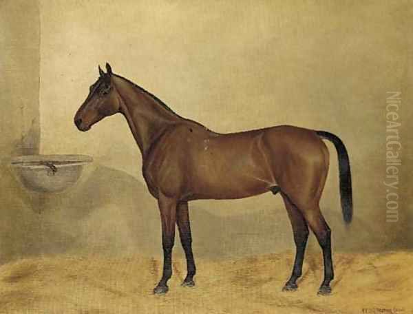 Mr Stary, a bay hunter in a stable Oil Painting by G. Stirling-Brown