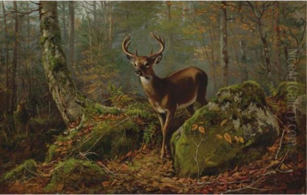 Buck In The Forest Oil Painting by Arthur Fitzwilliam Tait