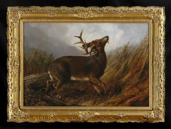 Wounded Stag Oil Painting by Arthur Fitzwilliam Tait