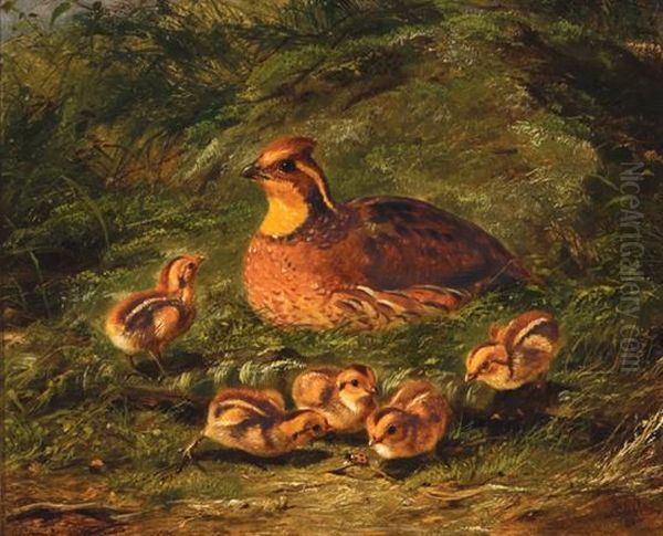 ''quail And Young' Oil Painting by Arthur Fitzwilliam Tait