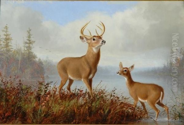 Stag And Doe Oil Painting by Arthur Fitzwilliam Tait