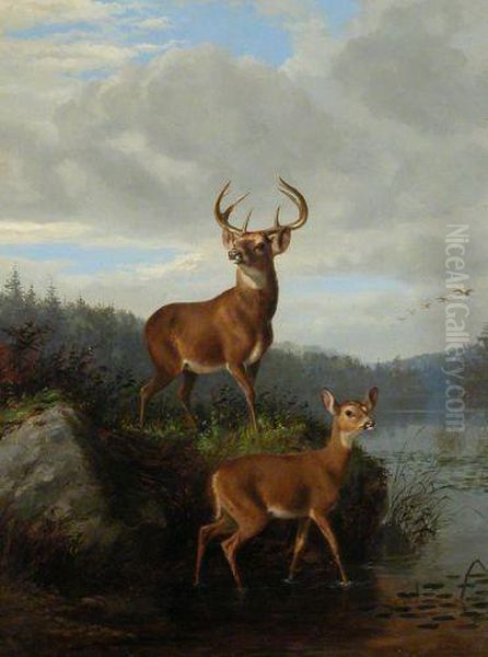 Buck And Doe Oil Painting by Arthur Fitzwilliam Tait